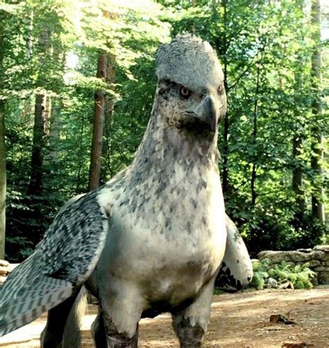 MuggleNet on Instagram: “Buckbeak had a hearing in London today in 1994 ...