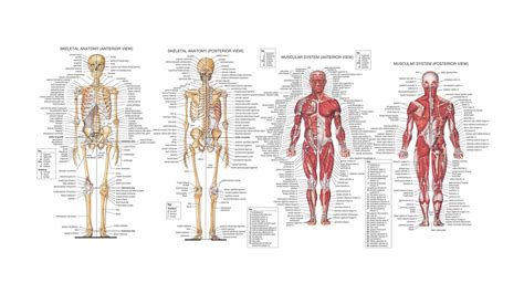 Anatomy | Human anatomy, Human skeleton anatomy, Human body diagram