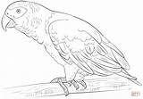 Parrot Coloring Pages  Coloring Home sketch template