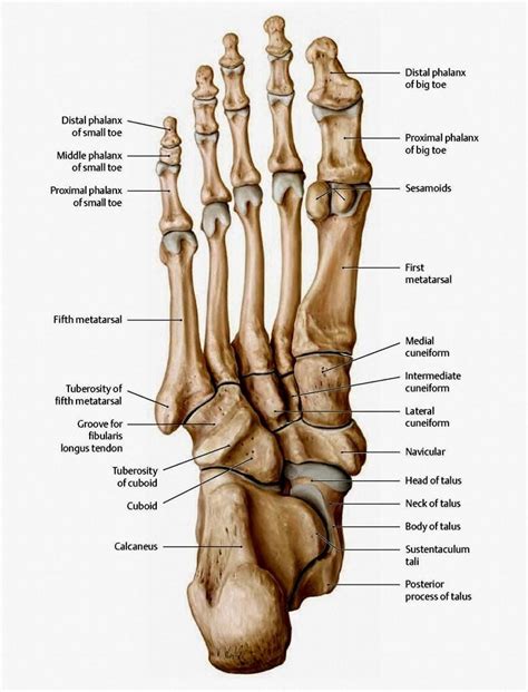 The bones in the foot: inferior view (Picture illustrated from Thieme Atlas of Anatomy: General ...