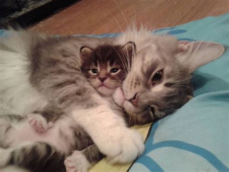 Cat mom and kitten #CatAndKittens | Katzen, Süße tiere, Baby katzen