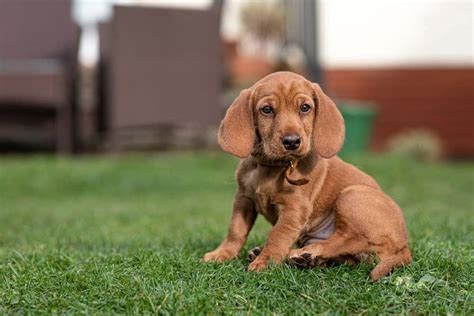 Basset Fauve de Bretagne Dog Breed Complete Guide - Wiki Point