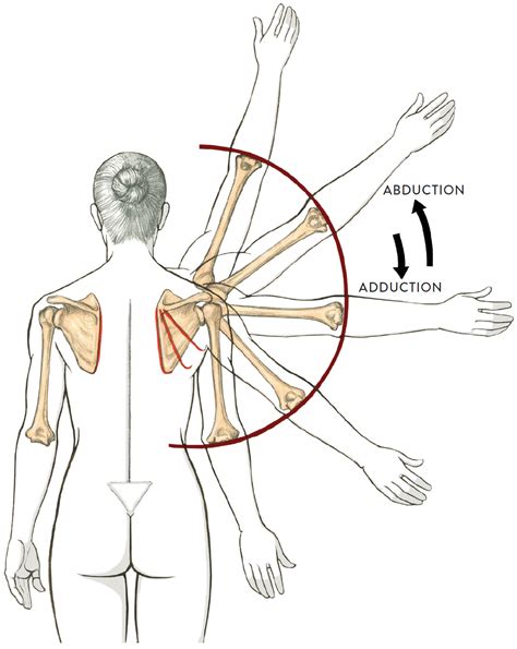 Joints and Joint Movement - Classic Human Anatomy in Motion: The Artist ...