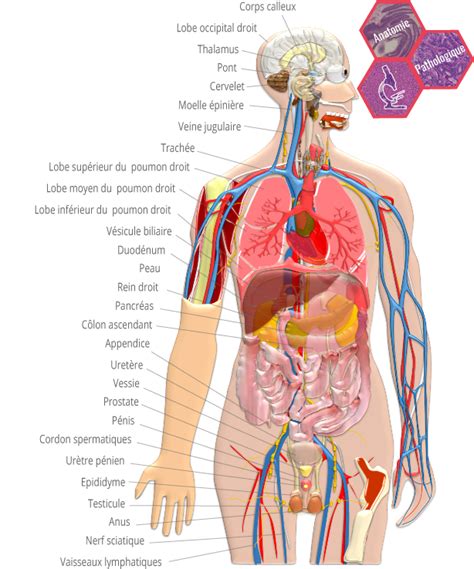 Histologie des organes