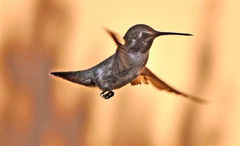 Juvenile Anna's Hummingbird inflight Photograph by Jay Milo