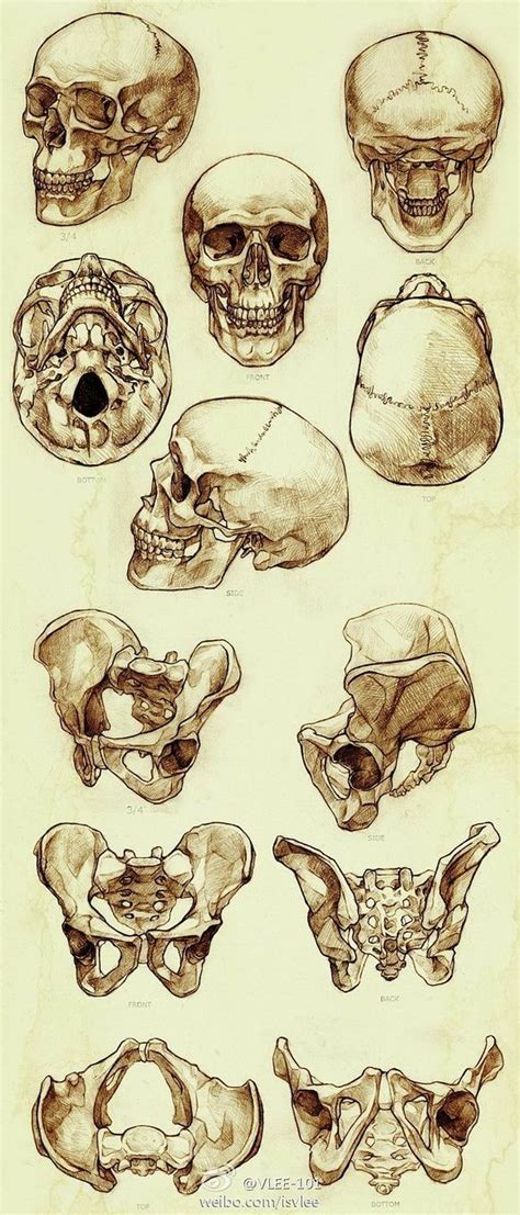 Pin on Skull tattoos | Anatomy art, Human anatomy art, Drawings