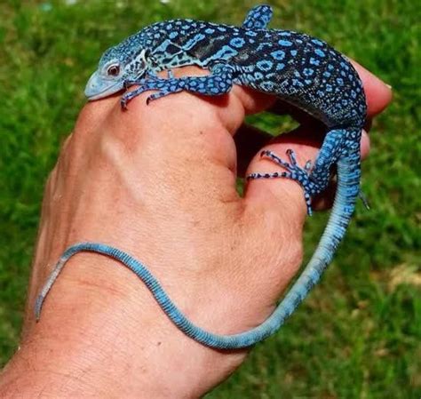 Spotted blue tree monitor | Cute reptiles, Reptiles pet, Monitor lizard