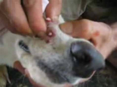 10 Botflies Removed From Dog's Snout - YouTube