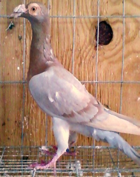 English Carrier Pigeons For Sale - Pigeon Farms - Call (562) 235-1829