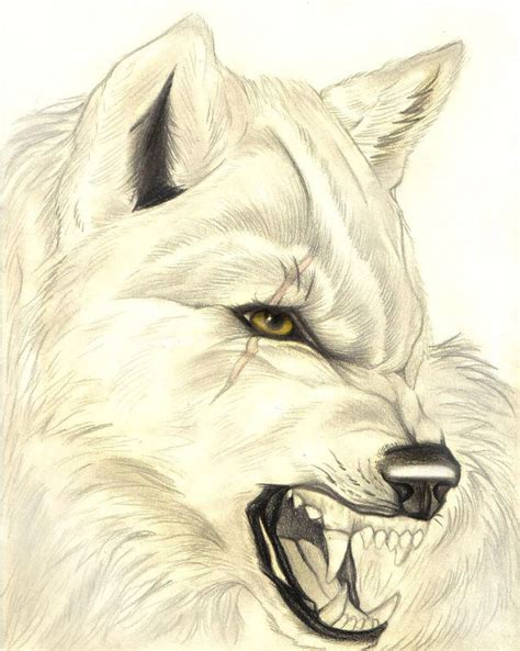 Realistic Snarling Wolf by FallenAngelWolf13 | Animal drawings, Wolf sketch, Canine art