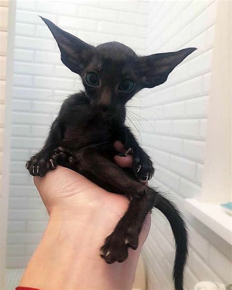 Is it. Cat or a Bat? in 2020 | Cute animals, Oriental shorthair cats ...