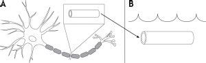 Voltage Clamp – Foundations of Neuroscience