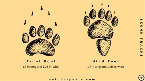 How To Identify Skunk Tracks