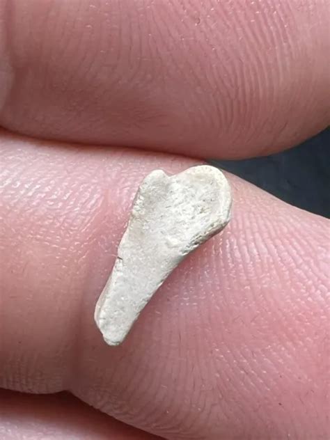 FOSSIL CAPTORHINUS FEMUR Bone / Permian Age From Lawton Oklahoma. Free Shipping $15.00 - PicClick