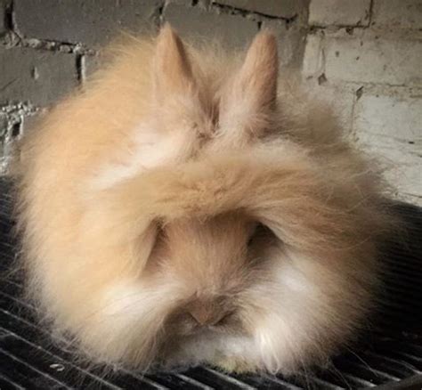 Cream English Angora rabbit - UK National Angora Rabbit Club