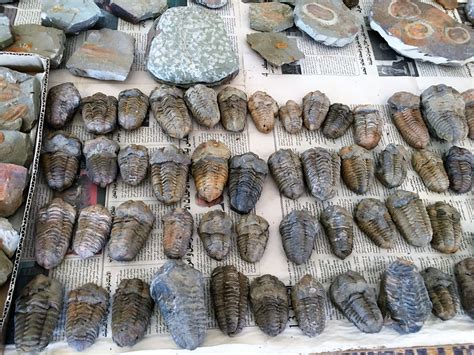 Fossils for sale ,displayed on ground in market Morocco | Morocco, Fossils, Fossil