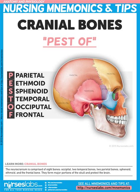 Anatomy and Physiology Nursing Mnemonics & Tips | Nursing mnemonics ...