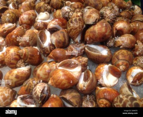 Raw sea snails edible Stock Photo, Royalty Free Image: 310340338 - Alamy