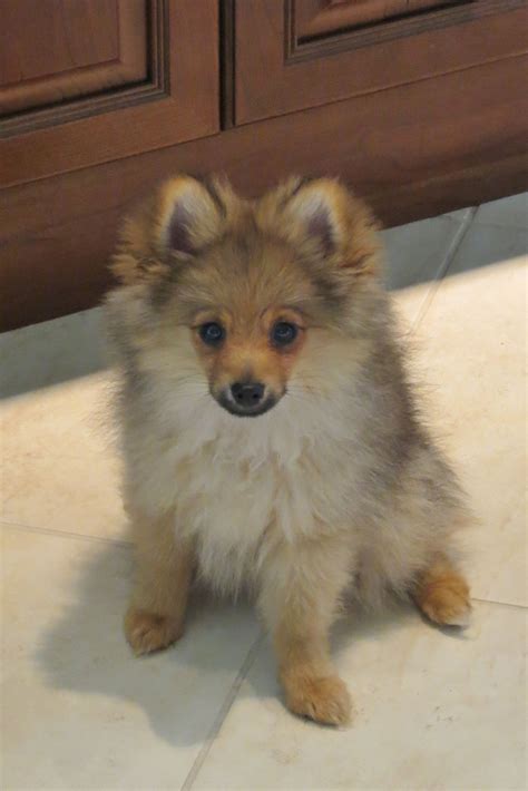 11 weeks old! | Pets, Corgi, Pomeranian