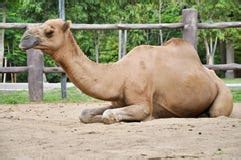 Baby Dromedary Camel Stock Photo - Image: 14368930