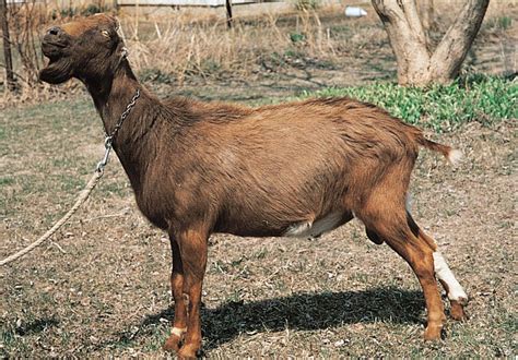 LaMancha Goat: History, Facts, Size, Habitat, Classification & Much More - Animals Name