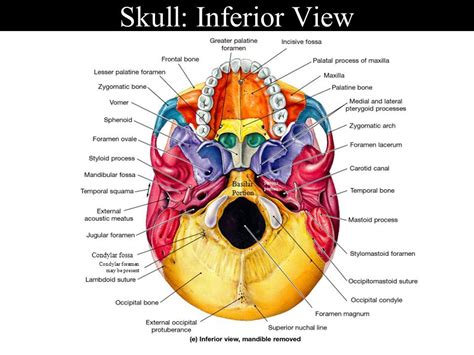 Inferior View of Skull - foramina and fissures | Skull anatomy, Basic anatomy and physiology ...