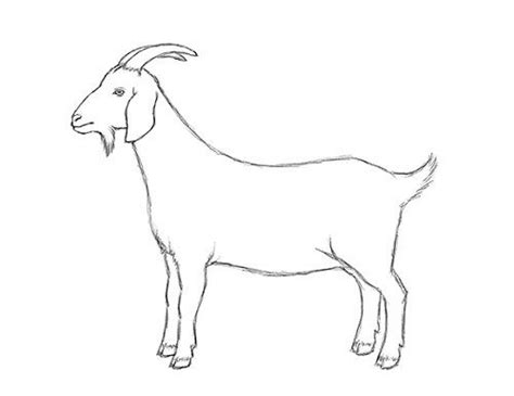 How to Draw a Goat : Step by Step Guide | How to Draw | Pictures to draw, Goat paintings, Goat art