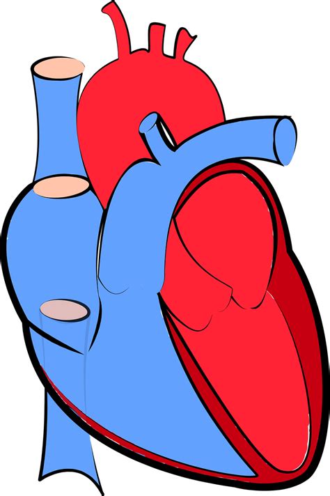 Download Human Heart, Blood Flow, Oxygenated And Deoxygenated. Royalty-Free Vector Graphic - Pixabay