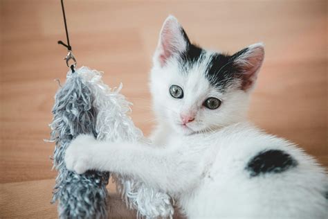 The 5 Best Kitten Teething Toys for Tiny Chewers — Basepaws