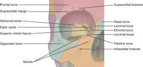 Eye Anatomy | Blood supply - Orbit - Extraocular muscles | Geeky Medics