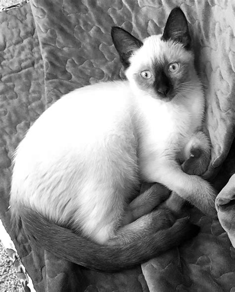 Seal Point Siamese, Balinese Cat, Siamese Cats, Cute Cats, Feline, Thailand, Breeds, Obsession ...
