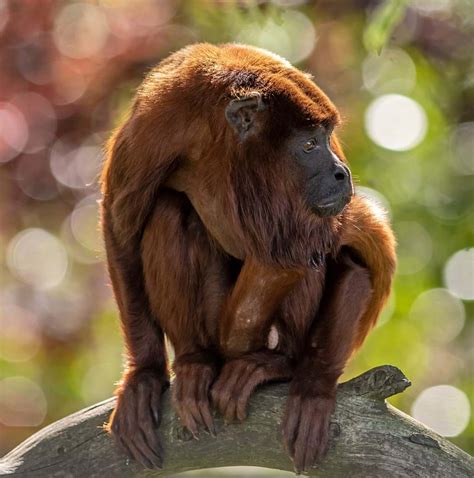 Howler Monkeys at Yorkshire Wildlife Park