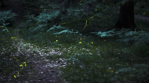 New study helps explain how fireflies glow