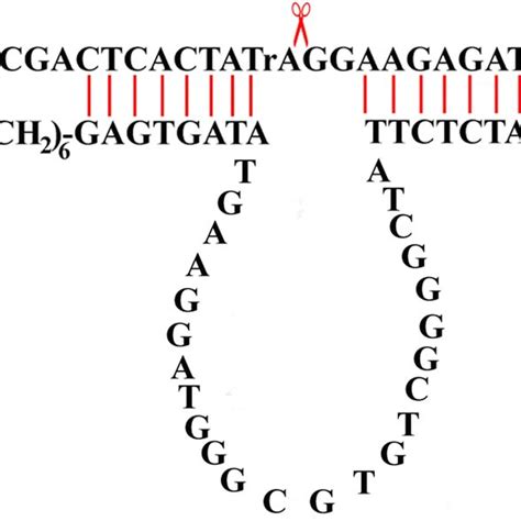 The structure of DNA duplex. DNA1 is a sequence-specific nuclease... | Download Scientific Diagram