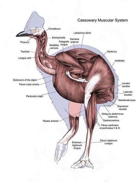 Pin by Dave Parkin on Dinosaurs | Animal study, Scientific illustration, Anatomy