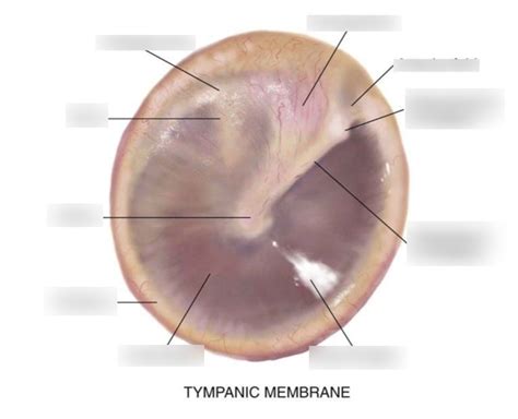 Tympanic membrane landmarks Diagram | Quizlet