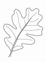 Oak leaf Coloring Page  Funny Pages sketch template