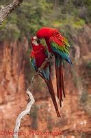 Green-winged Macaws mating photo WP44445