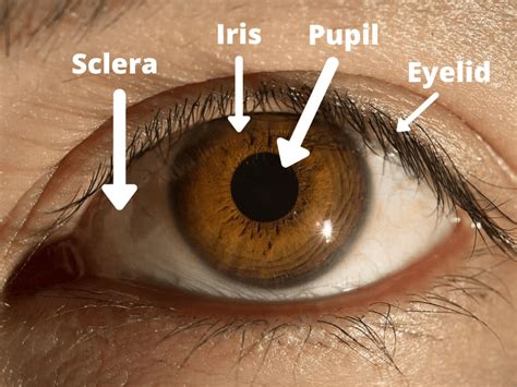 Parts Of The Eye Diagram For Kids