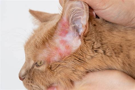 What Does Mange Look Like on a Cat? Vet Explained Signs, Types & Treatments | Pet Keen