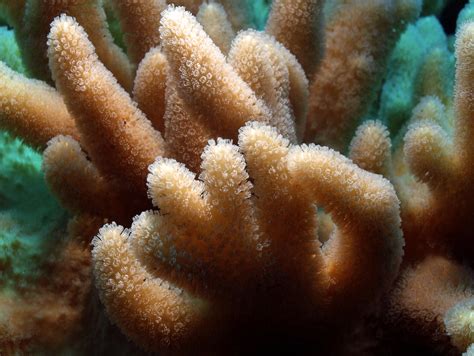 Finger Leather Corals - Reef Aquarium - Gil Smolinski