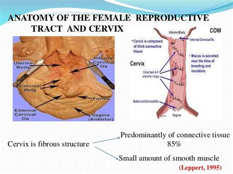 Mechanism of Cervical ripening