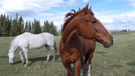 Production is underway on Season 11 - Blog - Heartland | Horses ...