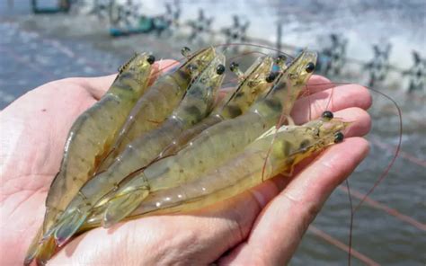 How To Start Shrimp Farming At Home (12 Easy Steps) - Backyard Caring