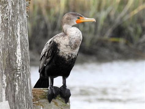 Double-crested Cormorant, Immature | BirdForum