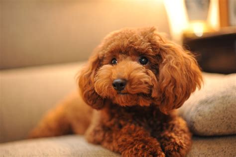 Poodle Wallpapers and Backgrounds 4K, HD, Dual Screen