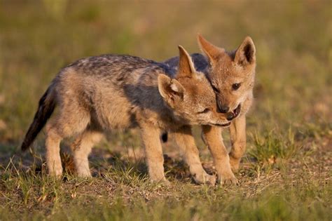 Playful jackal pups - Getaway Magazine | Wild dogs, Animals, Like animals