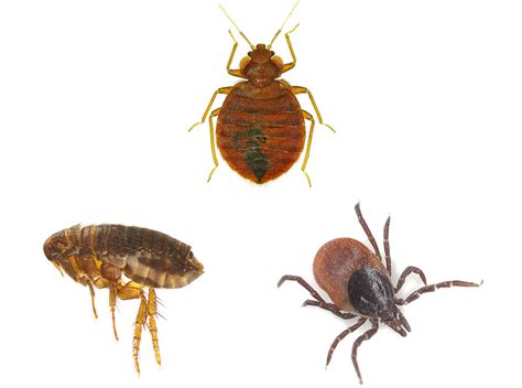 What’s the Difference Between Bed Bugs vs Fleas vs Ticks?