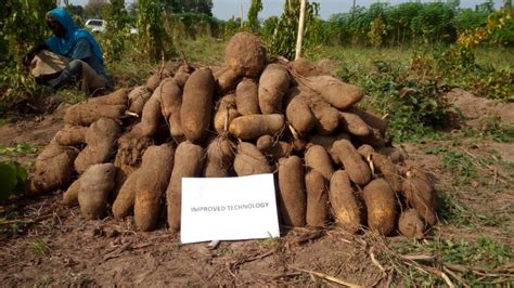 DevelopmentARENA: Yam farmers exposed to smart technologies to be climate resilient