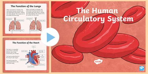 Circulatory System Activities - Twinkl Homework Help